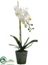 Silk Plants Direct Phalaenopsis Orchid Plant - White Yellow - Pack of 4