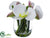 Phalaenopsis Orchid - White - Pack of 4