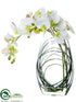Silk Plants Direct Phalaenopsis Orchid - White - Pack of 2