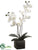 Phalaenopsis Orchid Plant - Cream Yellow - Pack of 6