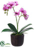 Silk Plants Direct Phalaenopsis Orchid - Orchid Two Tone - Pack of 6