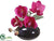 Phalaenopsis Orchid - Violet Two Tone - Pack of 6