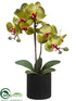 Silk Plants Direct Phalaenopsis Orchid Plant - Green - Pack of 6