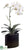 Phalaenopsis Orchid Plant - White Green - Pack of 1