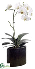 Silk Plants Direct Phalaenopsis Orchid Plant - White Green - Pack of 1