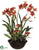Oncidium Orchid, Lady Slipper Orchid - Rust Green - Pack of 1