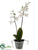 Mini Phalaenopsis Orchid Plant - White - Pack of 12