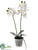 Mini Phalaenopsis Orchid Plant - White - Pack of 12