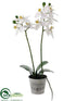 Silk Plants Direct Mini Phalaenopsis Orchid Plant - White - Pack of 12