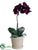 Phalaenopsis Orchid Plant - Eggplant - Pack of 4