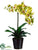 Phalaenopsis Orchid Plant - Green Burgundy - Pack of 4