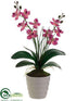 Silk Plants Direct Phalaenopsis Orchid Plant - Orchid - Pack of 12