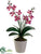 Phalaenopsis Orchid Plant - Orchid - Pack of 12