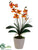 Phalaenopsis Orchid Plant - Orange - Pack of 12
