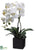 Phalaenopsis Orchid Plant - Cream Yellow - Pack of 4