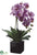 Phalaenopsis Orchid Plant - Violet Two Tone - Pack of 4