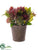 Protea Arrangement - Burgundy Mauve - Pack of 1