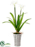 Silk Plants Direct Paperwhite - White - Pack of 0