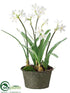 Silk Plants Direct Paperwhite - White - Pack of 2