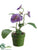 Pansy - Purple Lavender - Pack of 12