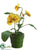 Pansy - Yellow - Pack of 12