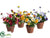 Pansy - Mixed - Pack of 8