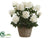 Peony - Cream - Pack of 1