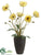 Poppy - Yellow - Pack of 12