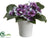 Pansy - Violet Lavender - Pack of 12