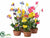 Pansy - Assorted - Pack of 4