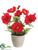 Poppy - Red Two Tone - Pack of 6