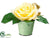Rose - Yellow Pastel - Pack of 12