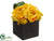 Ranunculus - Yellow - Pack of 12