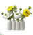 Ranunculus - White Yellow - Pack of 6