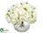 Ranunculus - White - Pack of 4