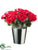 Rose - Red - Pack of 12