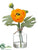 Ranunculus - Yellow - Pack of 12