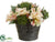 Rose, Sedum - Peach Green - Pack of 4