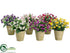 Silk Plants Direct Sweet William - Assorted - Pack of 12