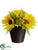 Sunflower, Fern - Yellow - Pack of 12
