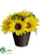 Sunflower, Fern - Yellow - Pack of 6
