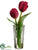 Tulip - Beauty - Pack of 12