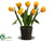 Tulip - Yellow - Pack of 2