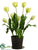 Tulip - Green - Pack of 2