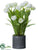 Tulip - White - Pack of 1