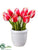 Tulip - Fuchsia - Pack of 12