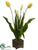 Tulip - Yellow Green - Pack of 2