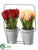 Tulip - Red Peach - Pack of 4