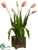 Tulip - Pink Green - Pack of 1