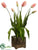 Tulip - Cream Green Pink Green - Pack of 1